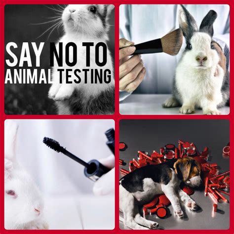 is chanel tested on animals|chanel animal testing ban.